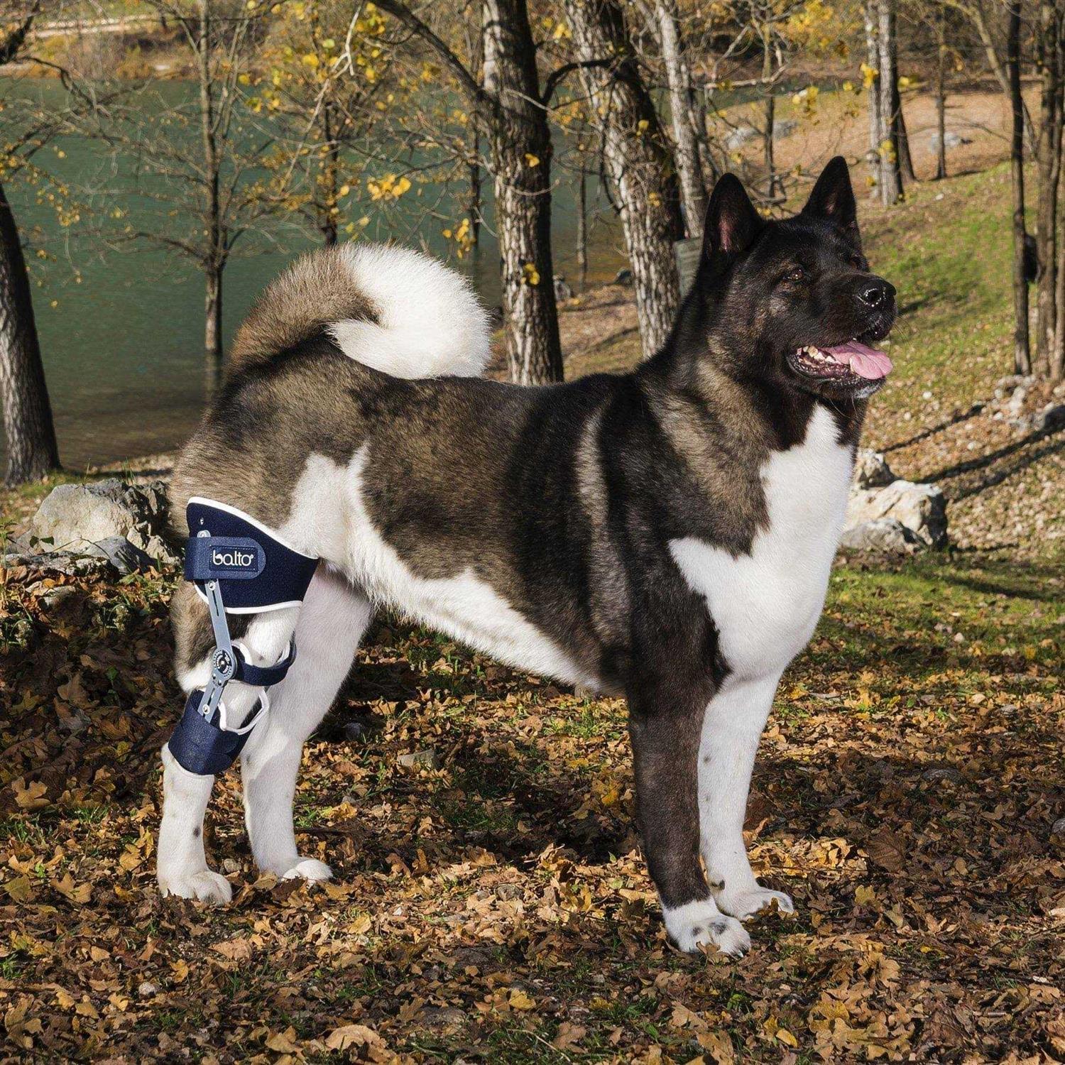 Balto Ligatek Adjustable Hinged Dog Knee Brace