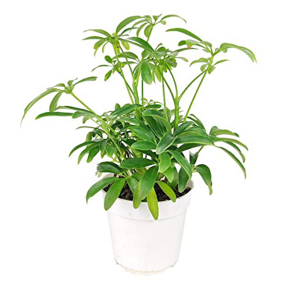 Schefflera Arboricola - Dwarf Umbrella Tree (4