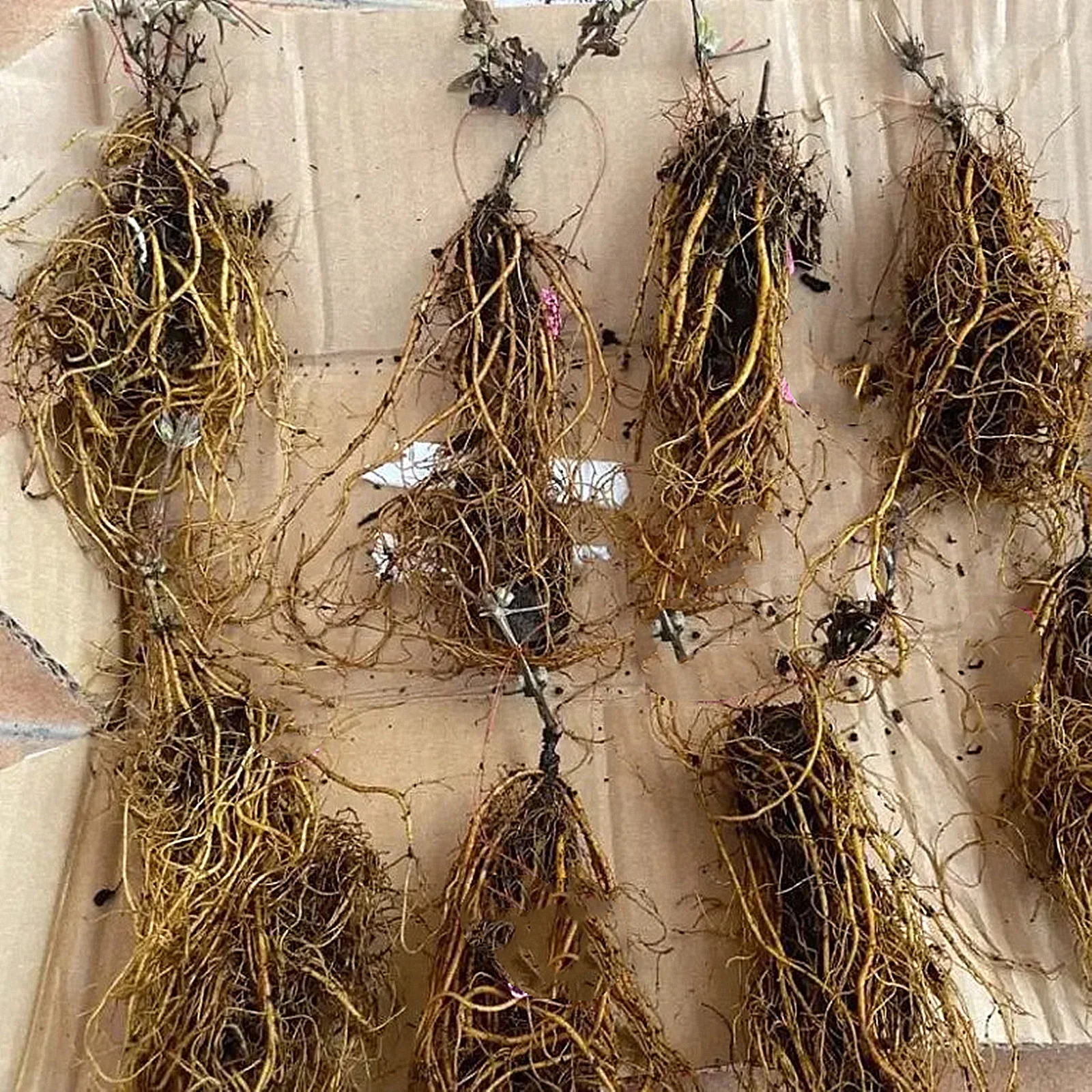 Clematis Bulbs, Gardening, Climbing Plants, Bright Colors,Garden Flowers, Four-Season Plants,  Drought-Tolerant，Clematis Plants，Clematis Root，Clematis Bulbs For Sale - Curated Treasures Market