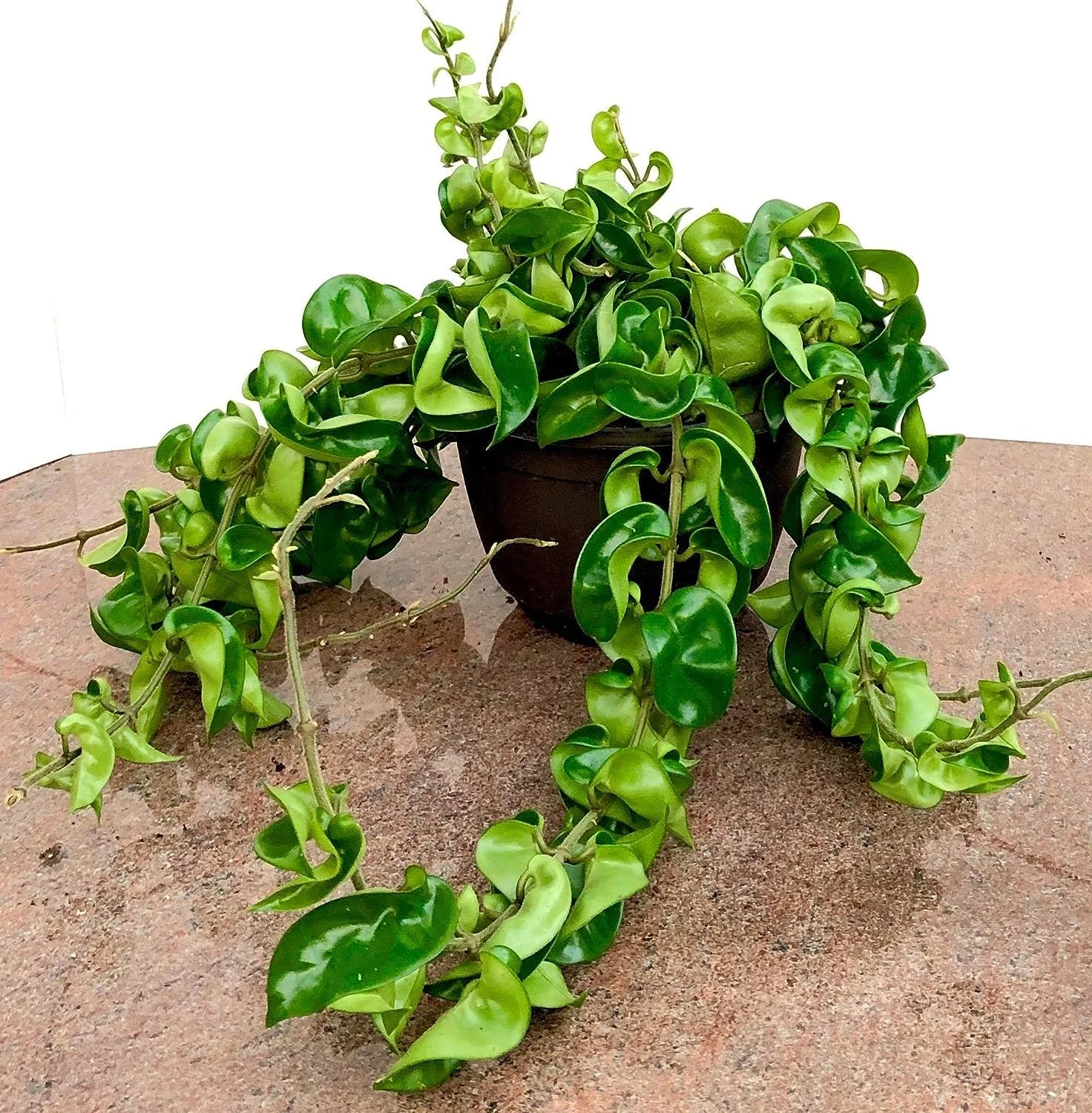 Hoya Hindu Rope Plant - Live Plant in a 2 Inch Pot - Hoya Carnosa 'Compacta - Indoor Houseplants Straight from The Nursery - Curated Treasures Market