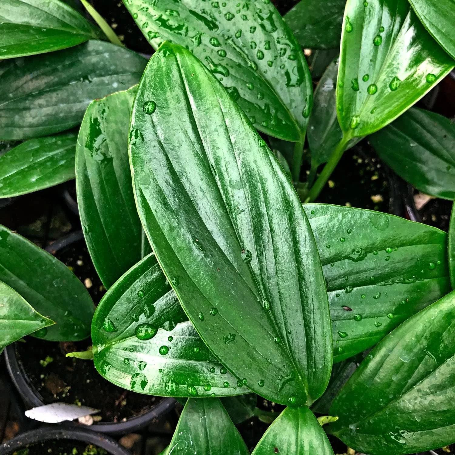 Dragon Tail Plant - Live Plant in a 4 Inch Pot - Rhaphidophora Decursiva - Extremely Rare Florist Quality Plants from Florida - Curated Treasures Market