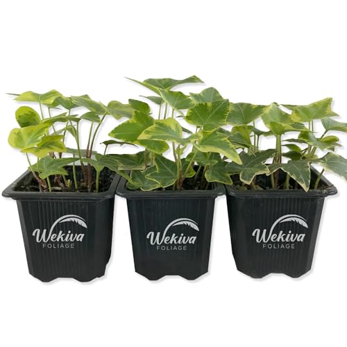Golden English Ivy - Live Plant in a 3 Inch Pot - Hedera Helix - Beautiful Easy Care Indoor Air Purifying Houseplant Vine