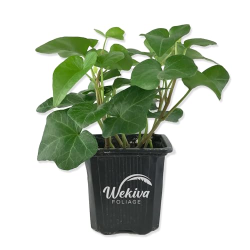 Green English Ivy - Live Plant in a 3 Inch Pot - Hedera Helix - Beautiful Easy Care Indoor Air Purifying Houseplant Vine