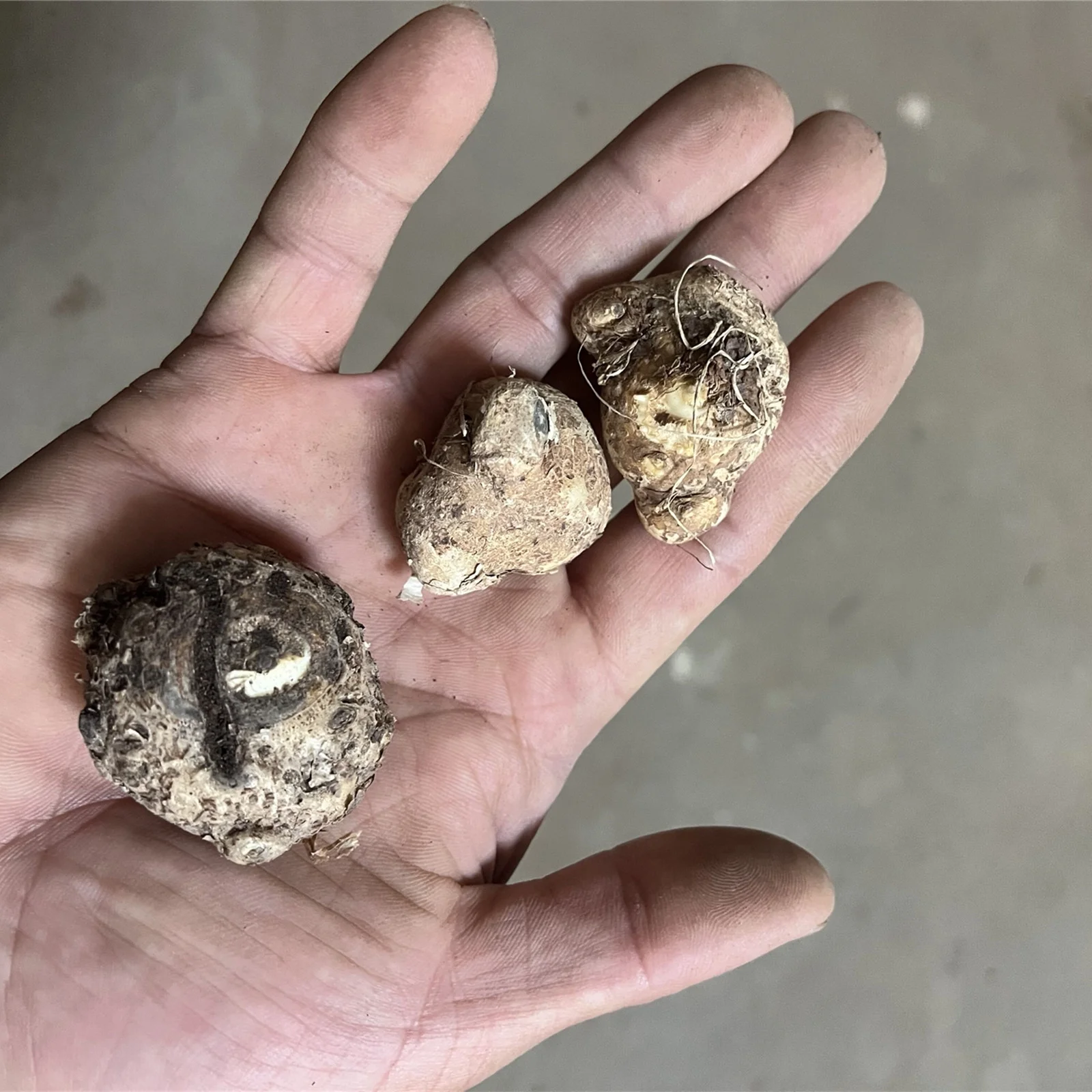 Calla Lily Bulbs, Bulb Flowers,Calla Lily Plants，Calla Lily Bulbs For Sale - Curated Treasures Market