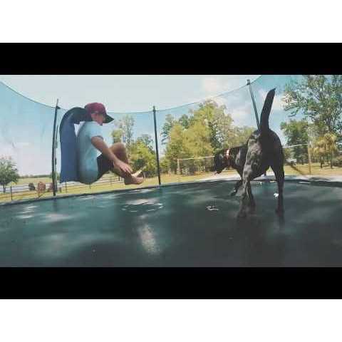 Wildology SWIM Dog Food Farm-Raised Salmon & Brown Rice Recipe