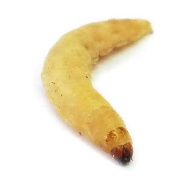 Josh’s Frogs Waxworms Live Feed Reptile Food