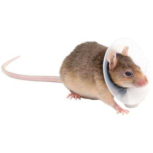 KVP Collar Saftshield Rodents