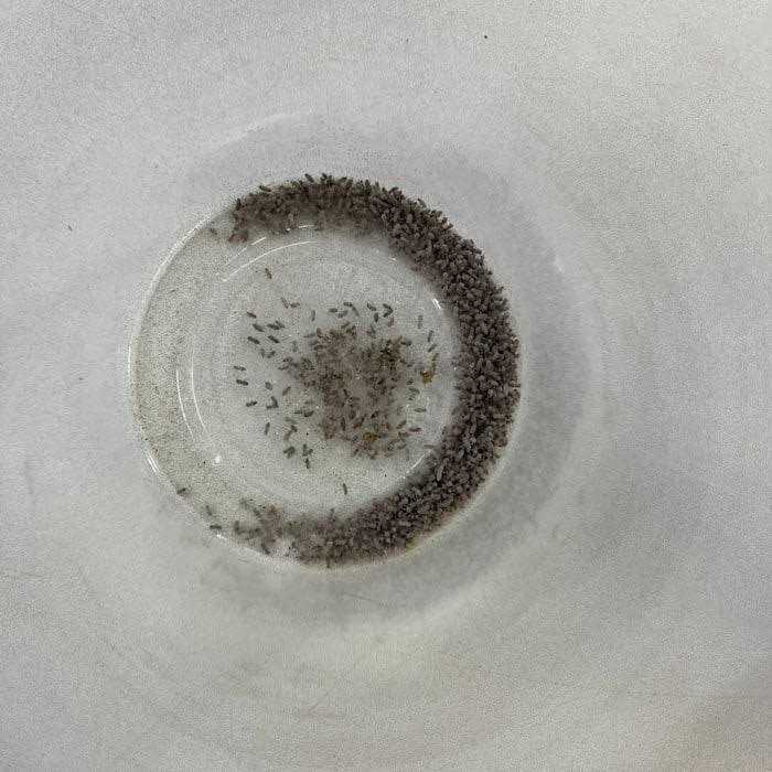 Josh’s Frogs Producing Wingless Drosophila Melanogaster Fruit Fly Culture