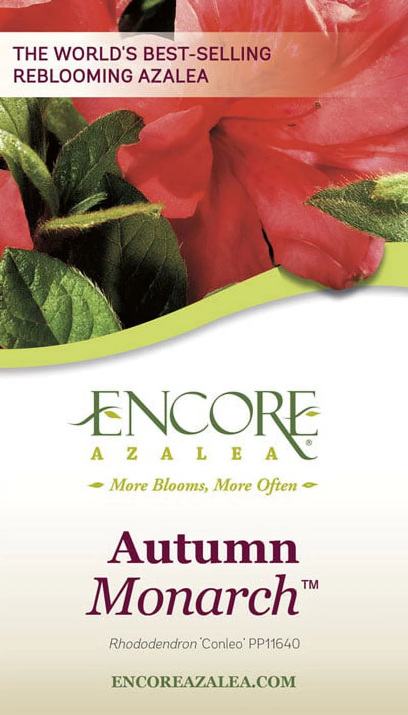 Encore Azalea Autumn Monarch (3 Gallon) Orange Red Flowering Shrub - Full Sun Live Outdoor Plant - Curated Treasures Market