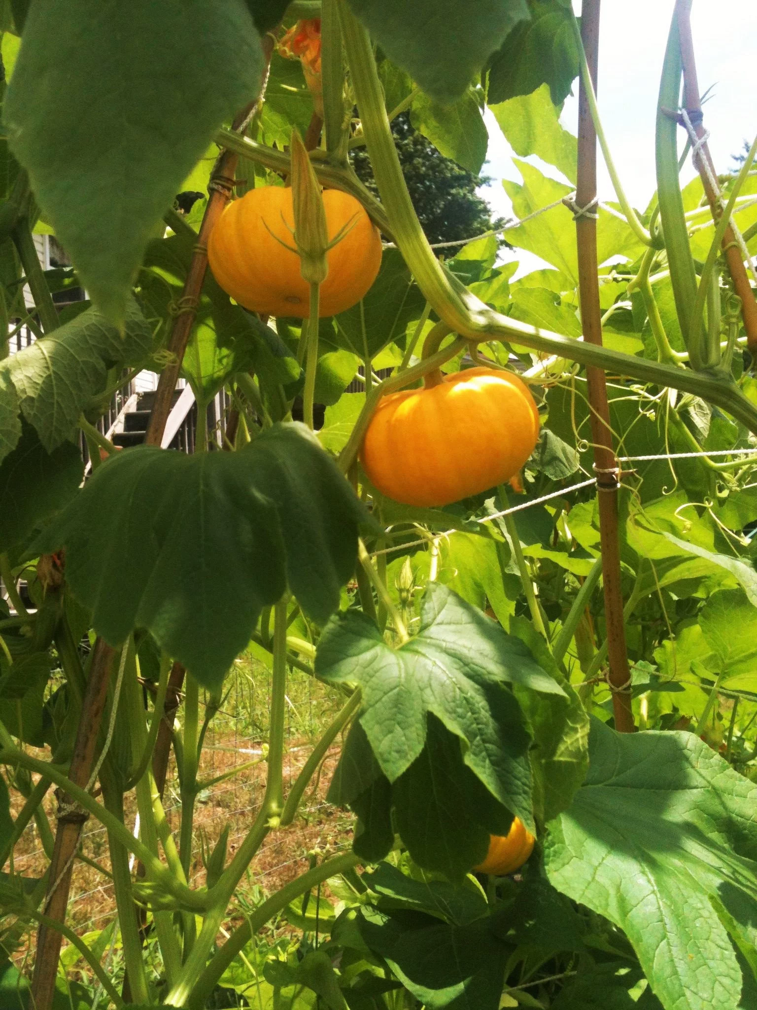 TomorrowSeeds - Jack Be Little Pumpkin Seeds - 30+ Count Packet - Miniature Orange Pumpkins Untreated Mini Baby Squash Vegetable Seed For 2024 Season - Curated Treasures Market