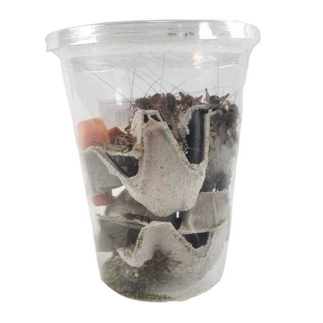 Josh’s Frogs Gutloaded Banded Crickets Live Feed Reptile Food