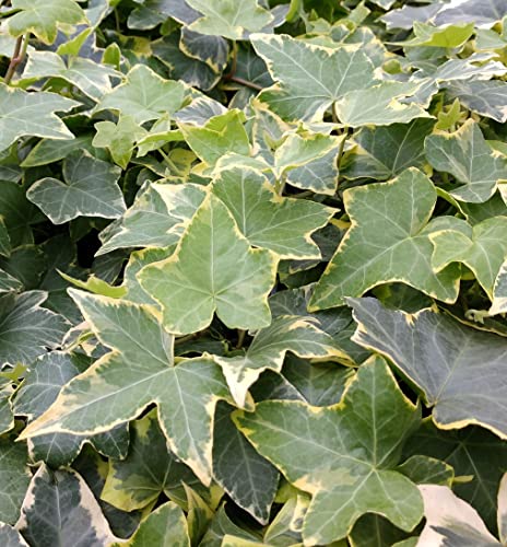 Golden English Ivy - Live Plant in a 3 Inch Pot - Hedera Helix - Beautiful Easy Care Indoor Air Purifying Houseplant Vine