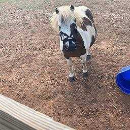 Tough 1 Easy Breathe Grazing Muzzle