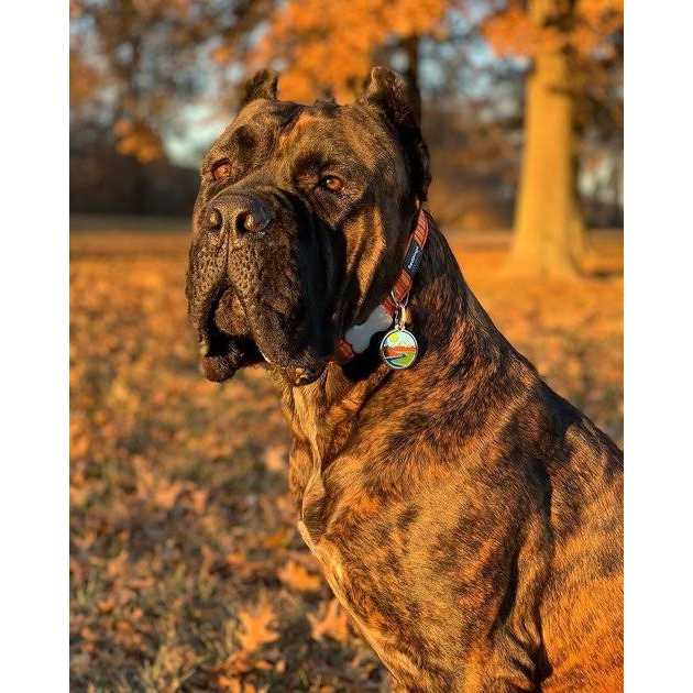 Red Dingo Enamel Pet ID Tag Mountains