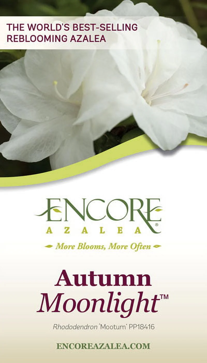 Encore Azalea Autumn Moonlight (1 Gallon) White Flowering Shrub - Full Sun Live Outdoor Plant
