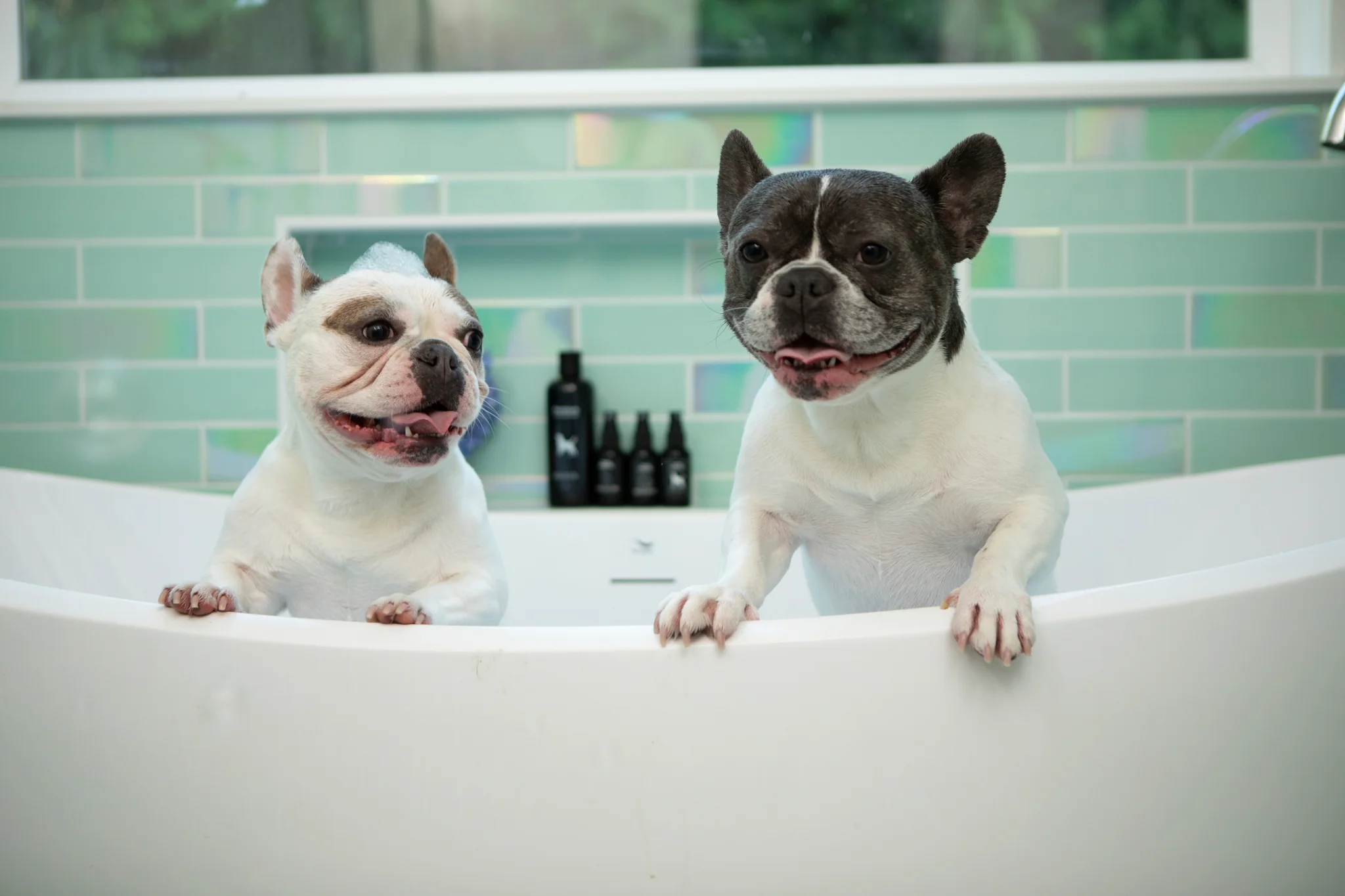 Show Dog Premium Grooming Shampoo