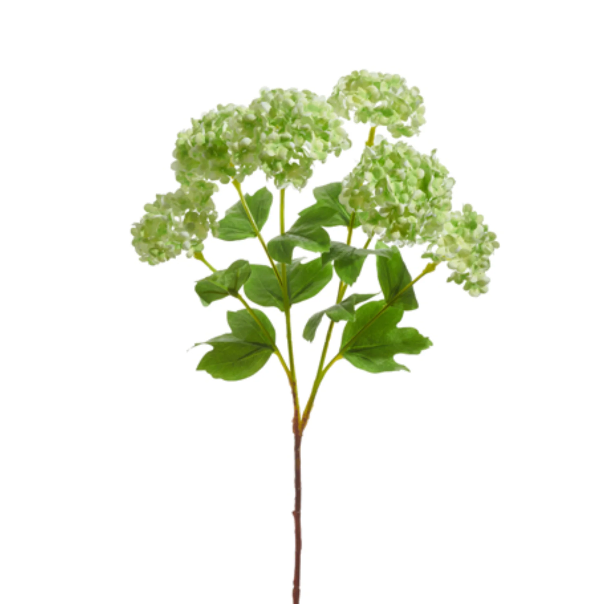 24 Green Hydrangea Spray