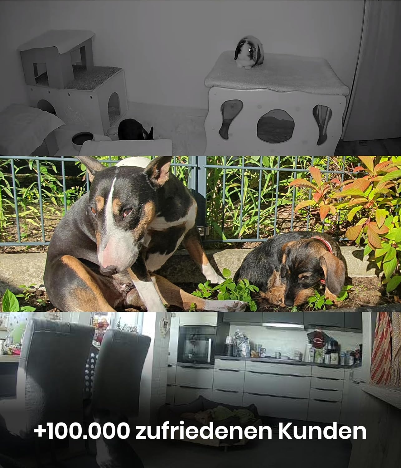 PetTec Cam Free Lot de 2 caméras sans fil pour animaux de compagnie avec application [sans piège à abonnement] – Caméra pour chats et chiens intérieur/extérieur – Détection de mouvement et fonction