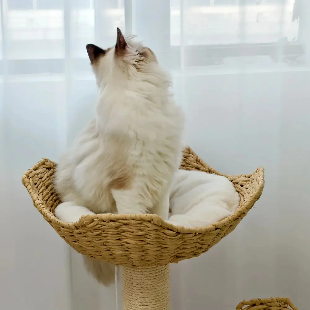 Arbre à chat design luxe - Confort et élégance