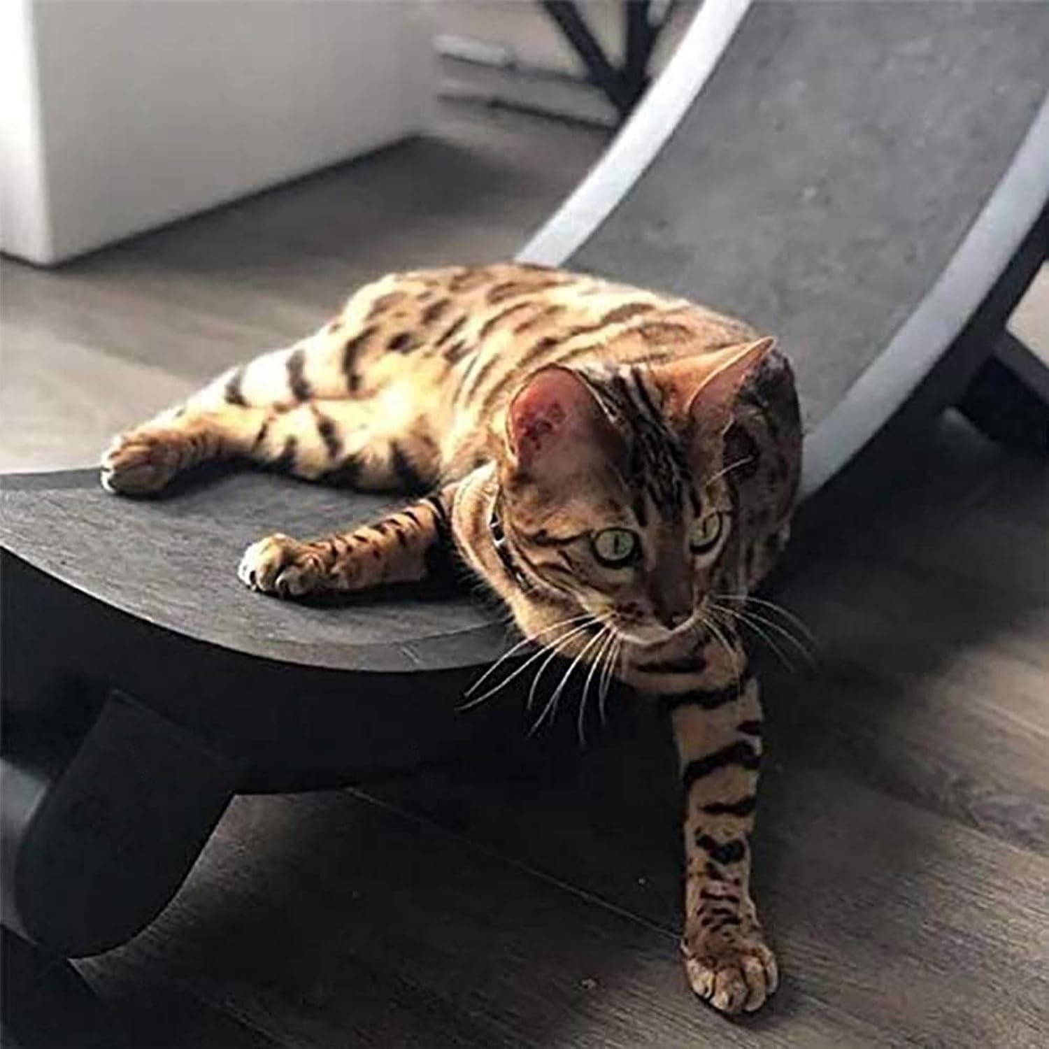 Tapis Roulant pour Chat, Roues d'exercice pour Petits Animaux, Diamètre 1,2 Mètres, Jouet de Sport pour Chat, Roue d'exercice Silencieuse, Grand Jouet pour Animaux de Compagnie, Parfait pour