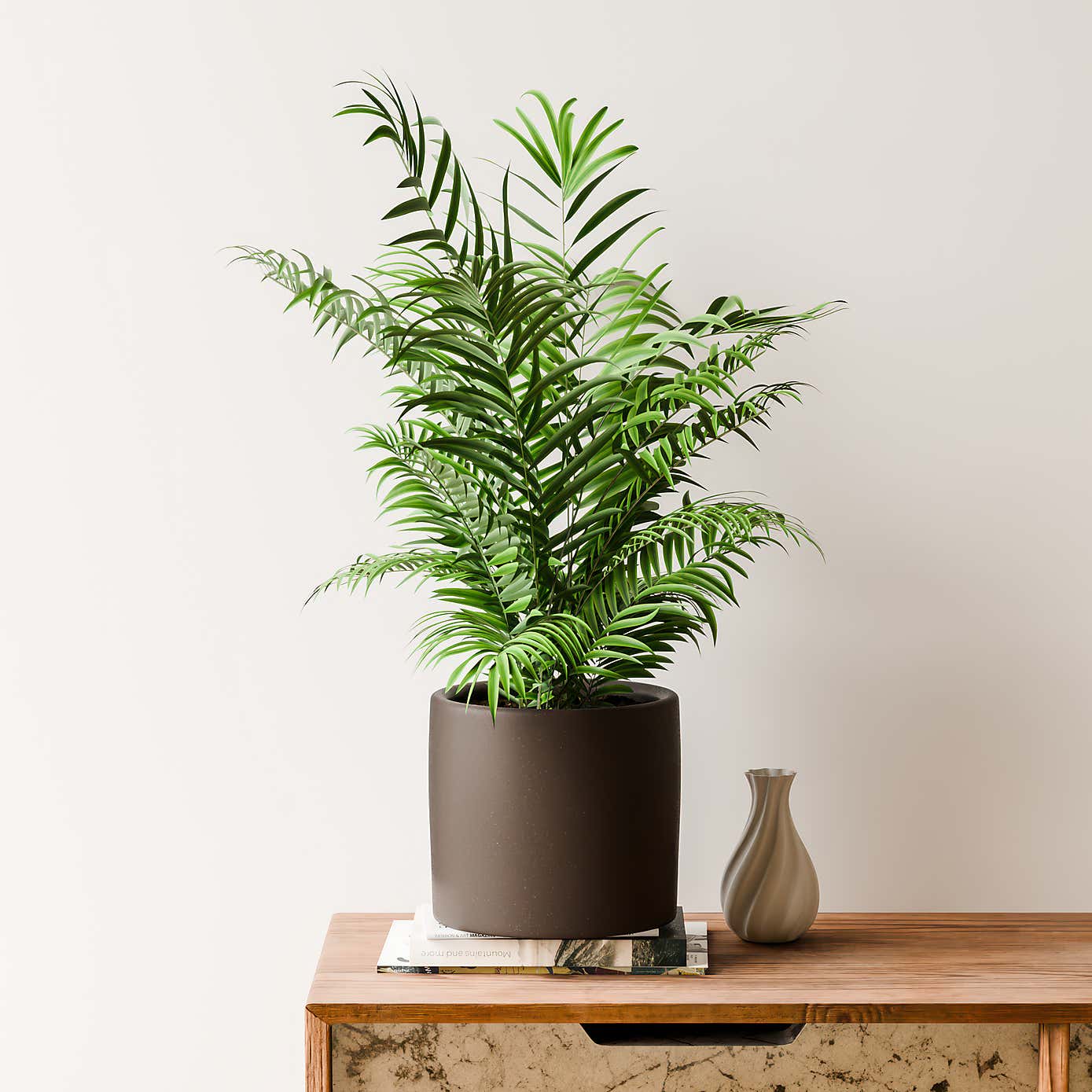 Beards & Daisies Parlour Palm House Plant in Earthenware Pot