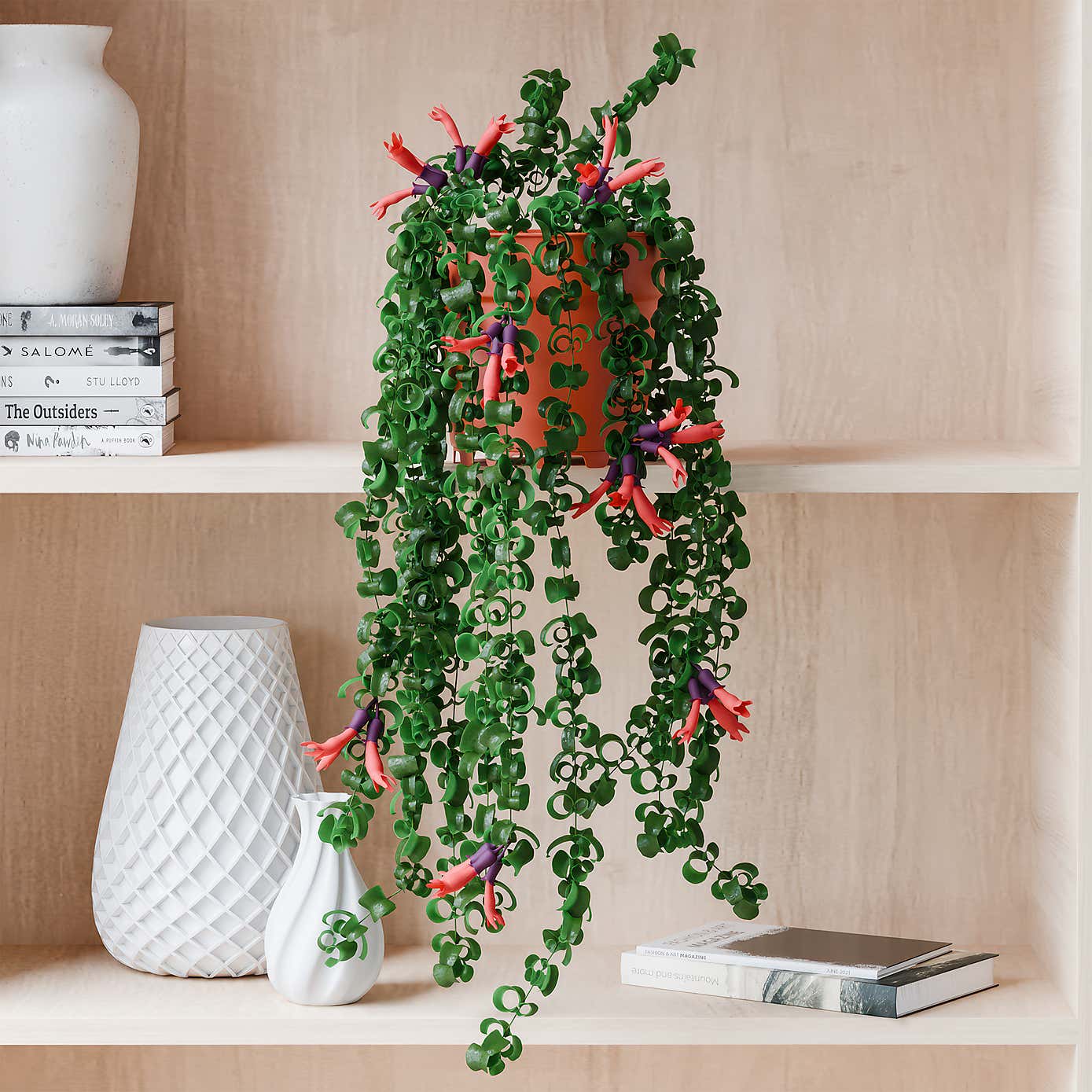 Beards & Daisies Trailing Aeschynanthus Rasta House Plants
