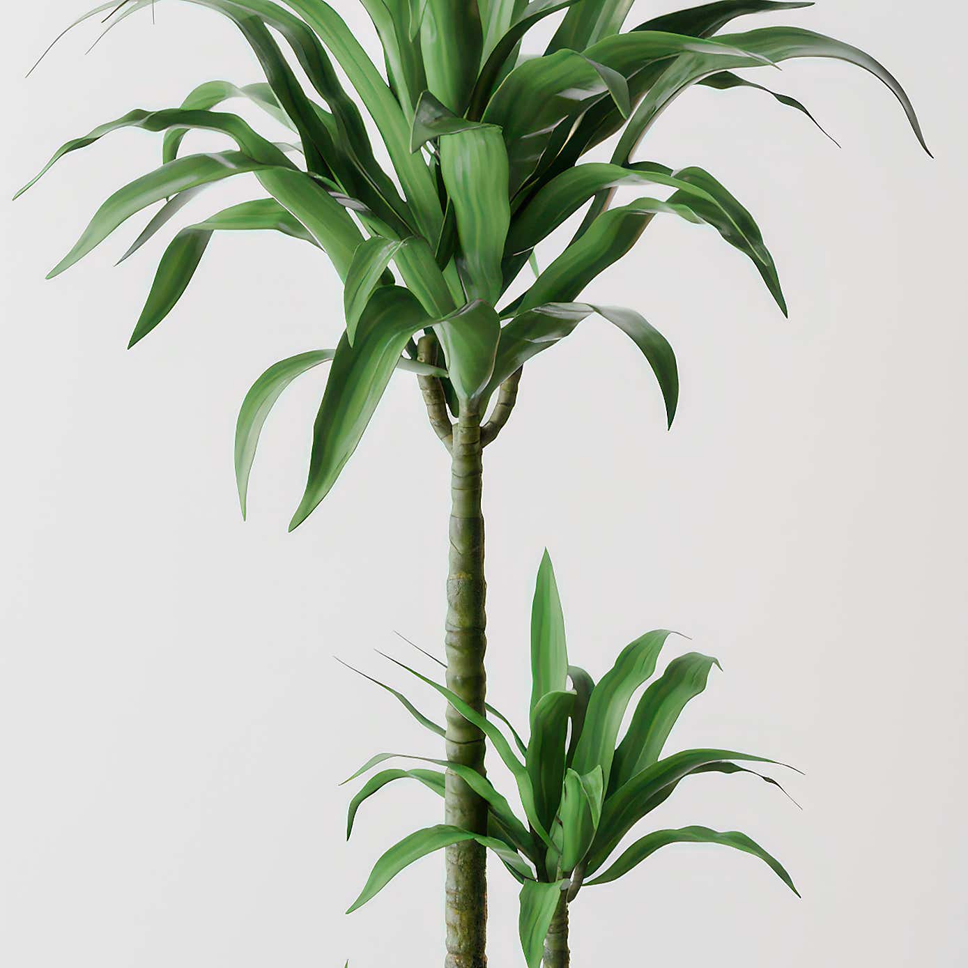Beards & Daisies Dracaena Steudneri House Plant in Elho Pot
