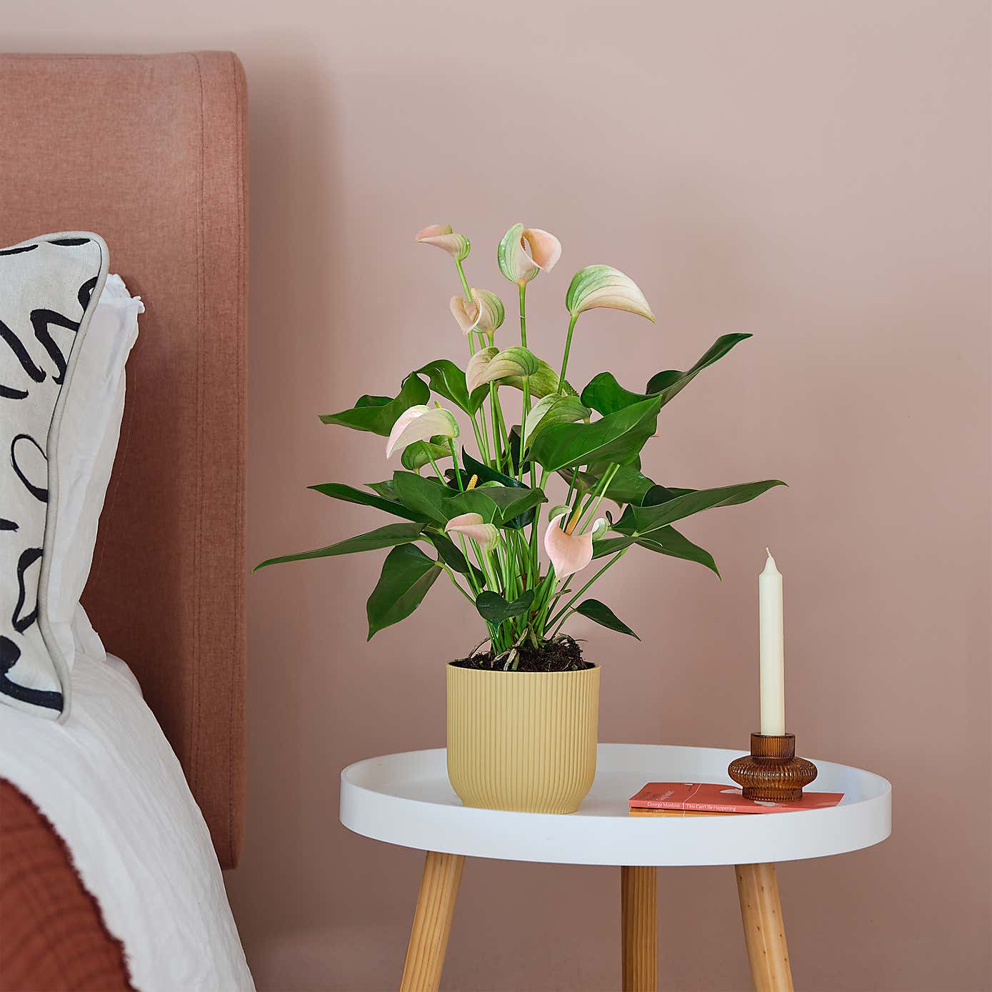Peach Anthurium House Plant in Elho Pot