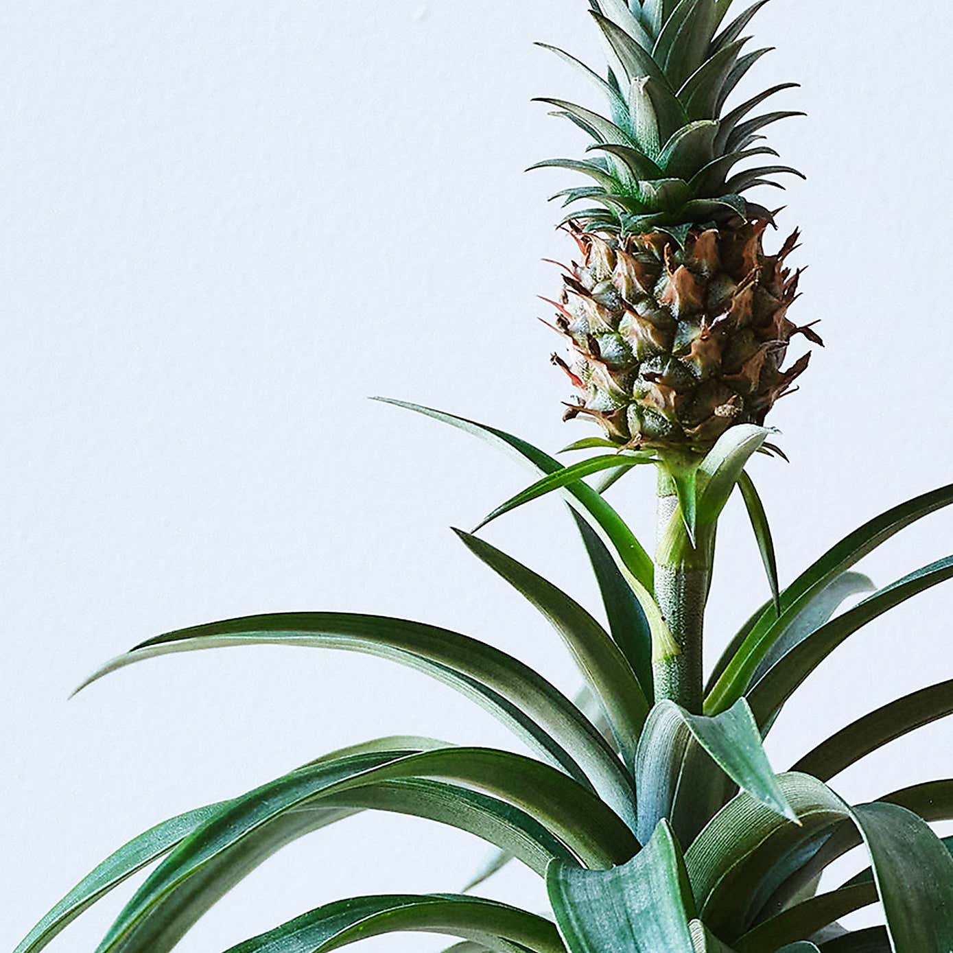 Pineapple House Plant in Ribbed Pot
