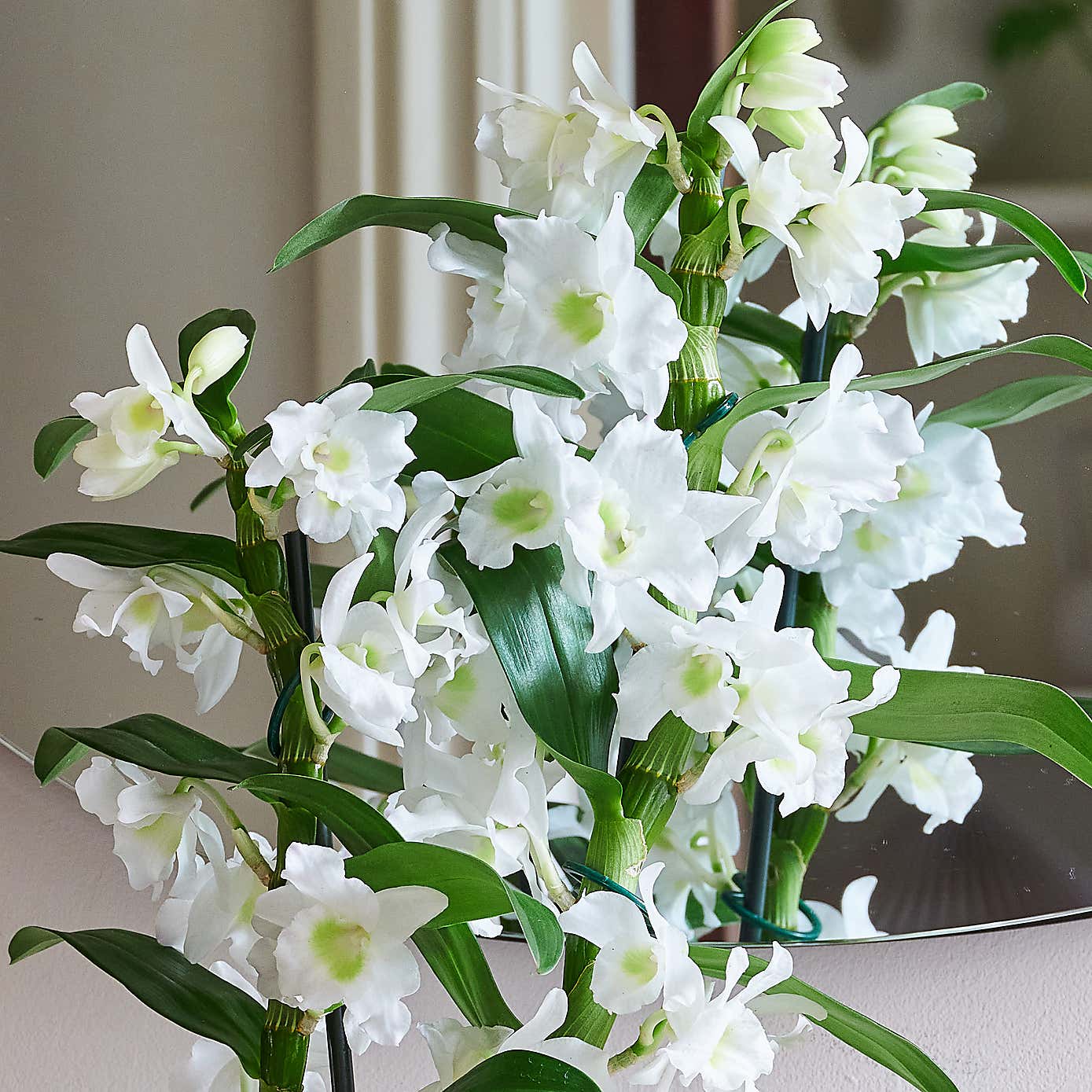 Beards & Daisies Dendrobium Bamboo Orchid House Plant