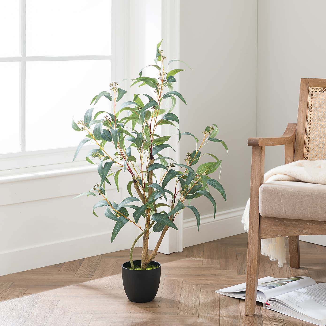 Seeding Eucalyptus Tree in Black Pot