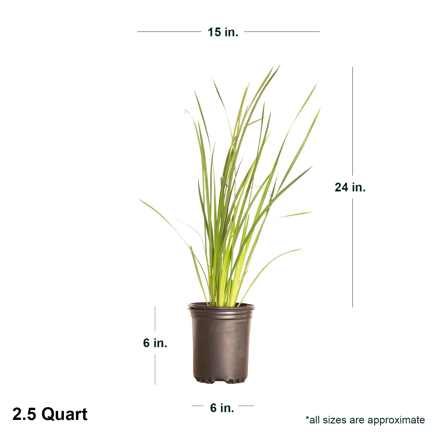 African Butterfly Iris (2.5 Quart) Yellow Blooming Evergreen Perennial - Full Sun Live Outdoor Plant