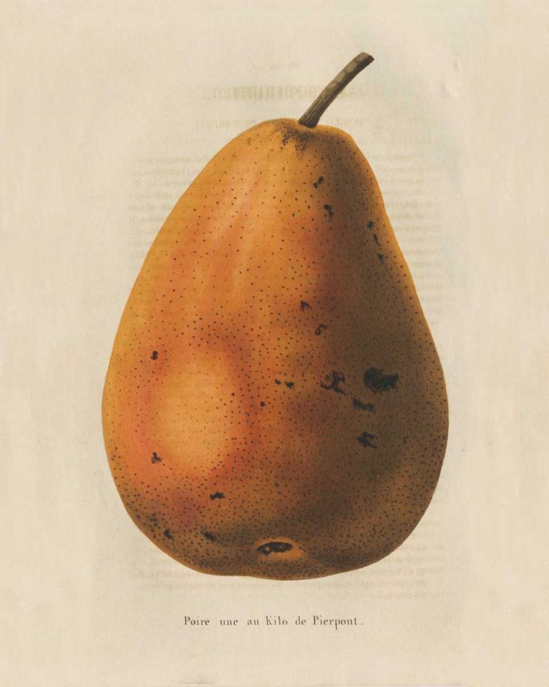 Wild Apple Portfolio 20x24 Black Ornate Wood Framed with Double Matting Museum Art Print Titled - Pierpont v2