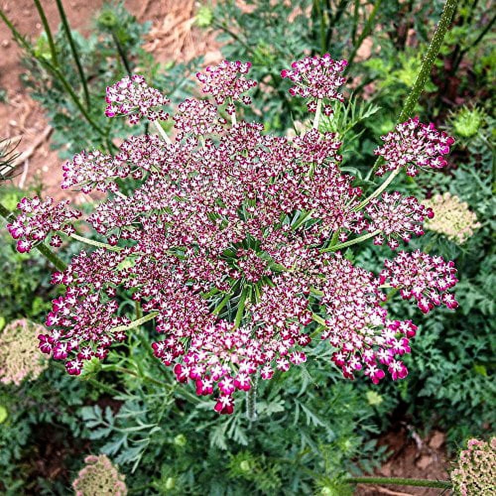 Plant Good Seed Dara Queen Anne's Lace Flower Seeds, Organic Non-GMO Open Pollinated Flower Seeds