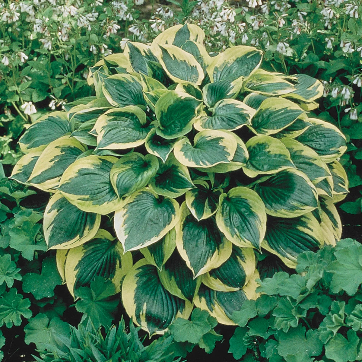 Aureo Marginata Hosta Dormant Bare Root Pernenial Roots (10-Pack)