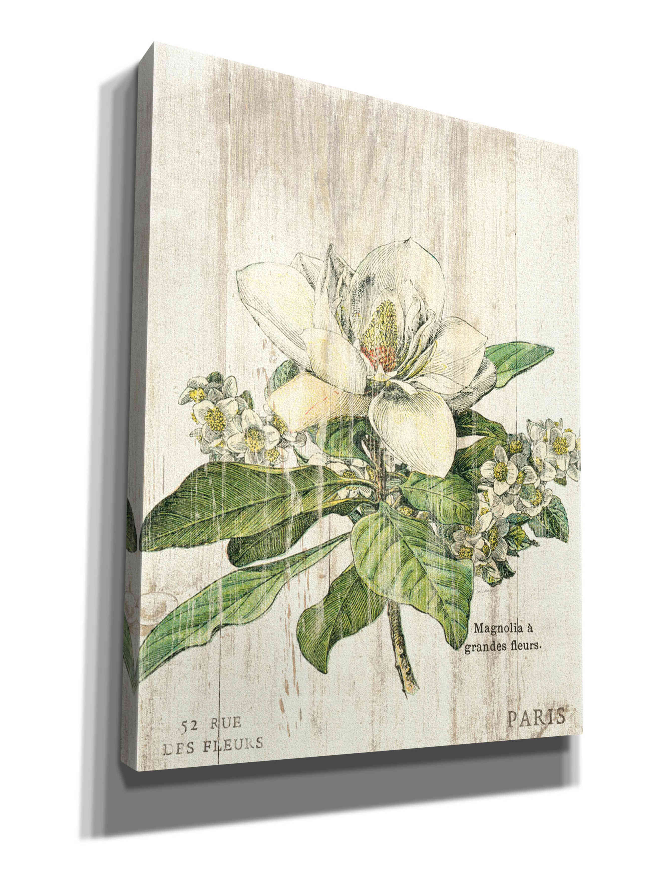 Epic Graffiti 'Magnolia de Printemps v2' by Sue Schlabach, Giclee Canvas Wall Art, 26