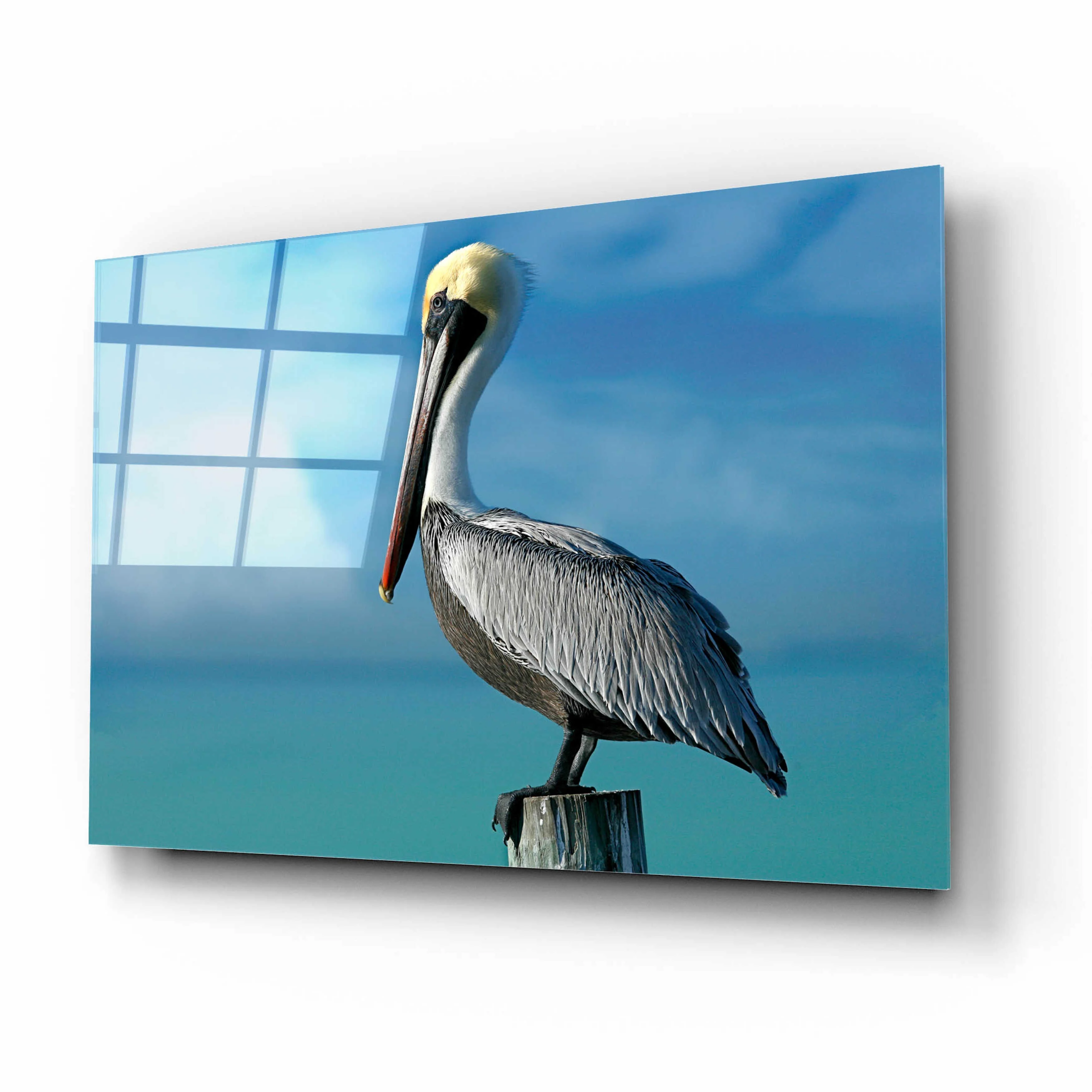 Epic Art 'Pelican' by Mike Jones, Acrylic Glass Wall Art, 16