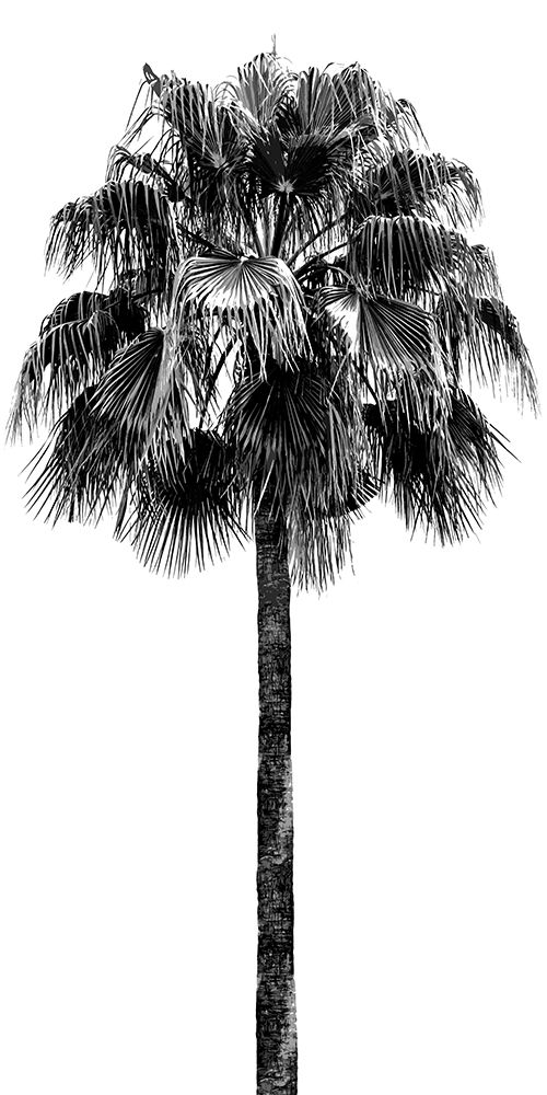 Blake, Madeline 18x32 White Modern Wood Framed Museum Art Print Titled - Palm Tree IV