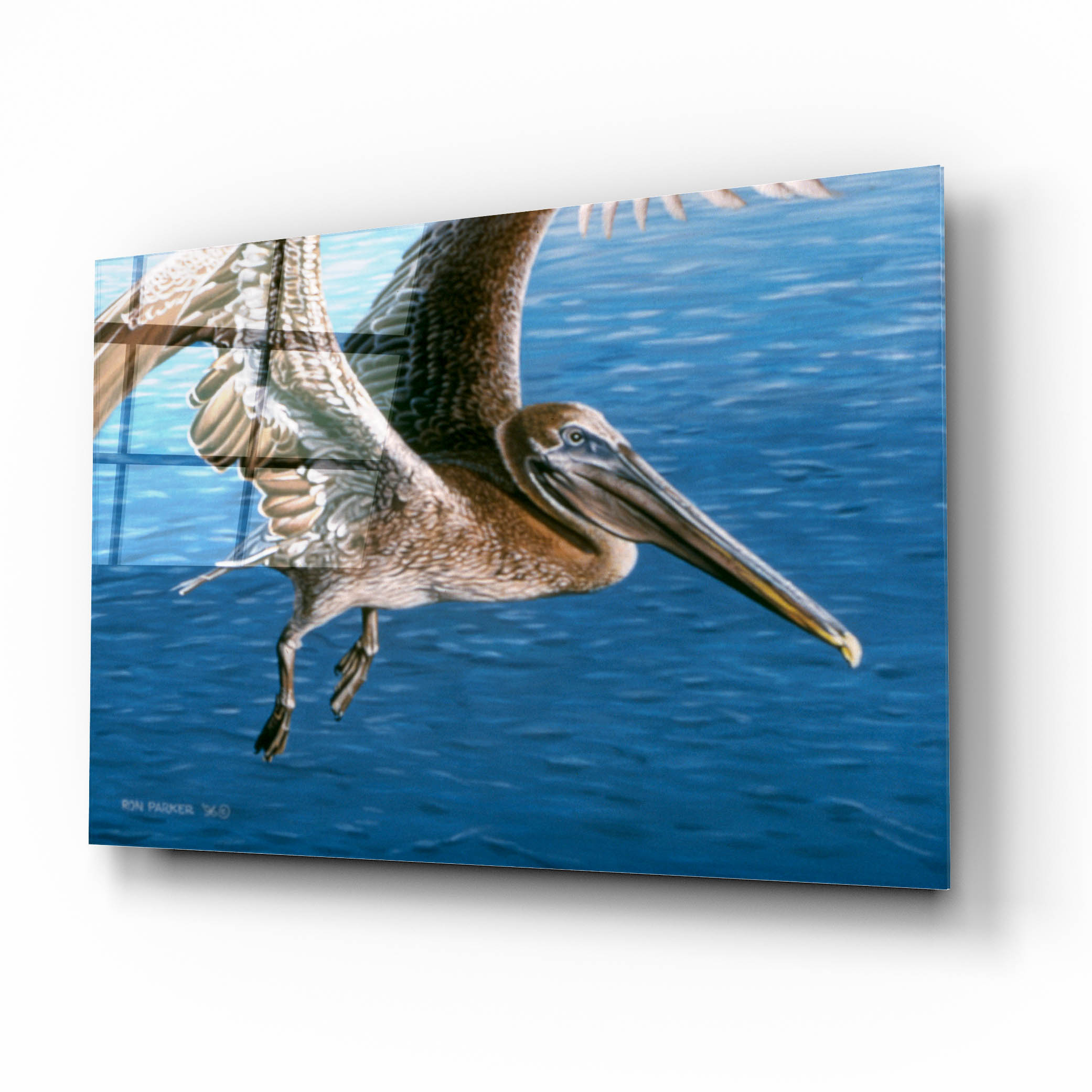 Epic Art 'Flying Pelican' by Ron Parker, Acrylic Glass Wall Art, 16