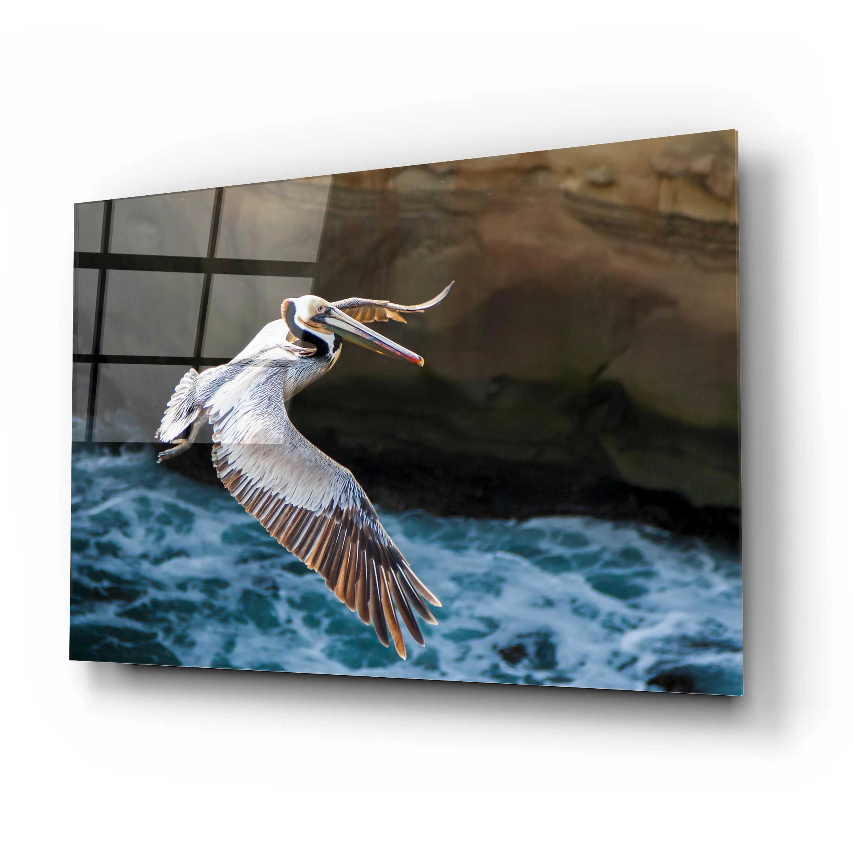 Epic Art 'Pelican Flight' by Chris Moyer, Acrylic Glass Wall Art, 24