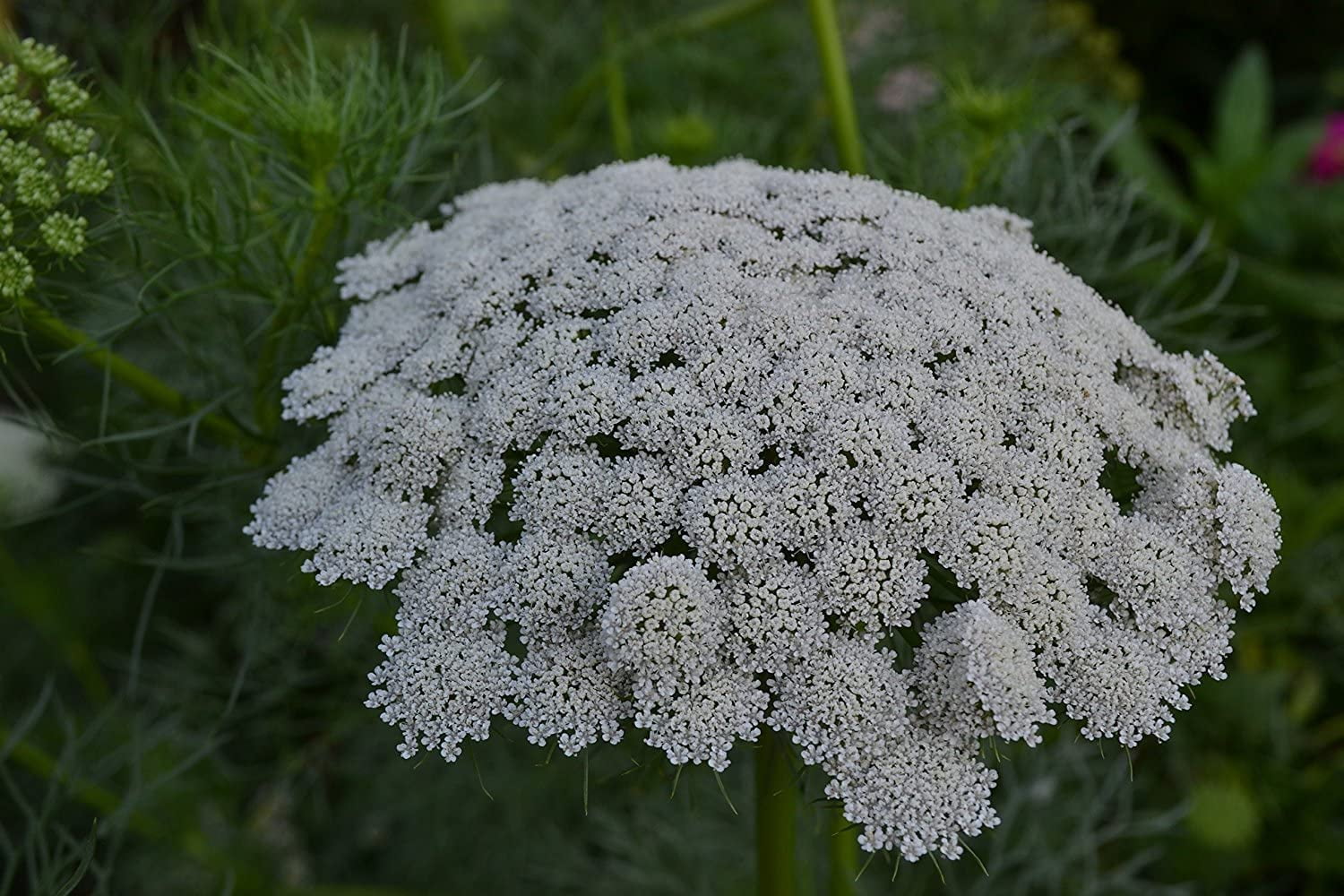 Ammi Green Mist False Queen Anne's Lace Bishop's Weed Premium 100- Seed Packet
