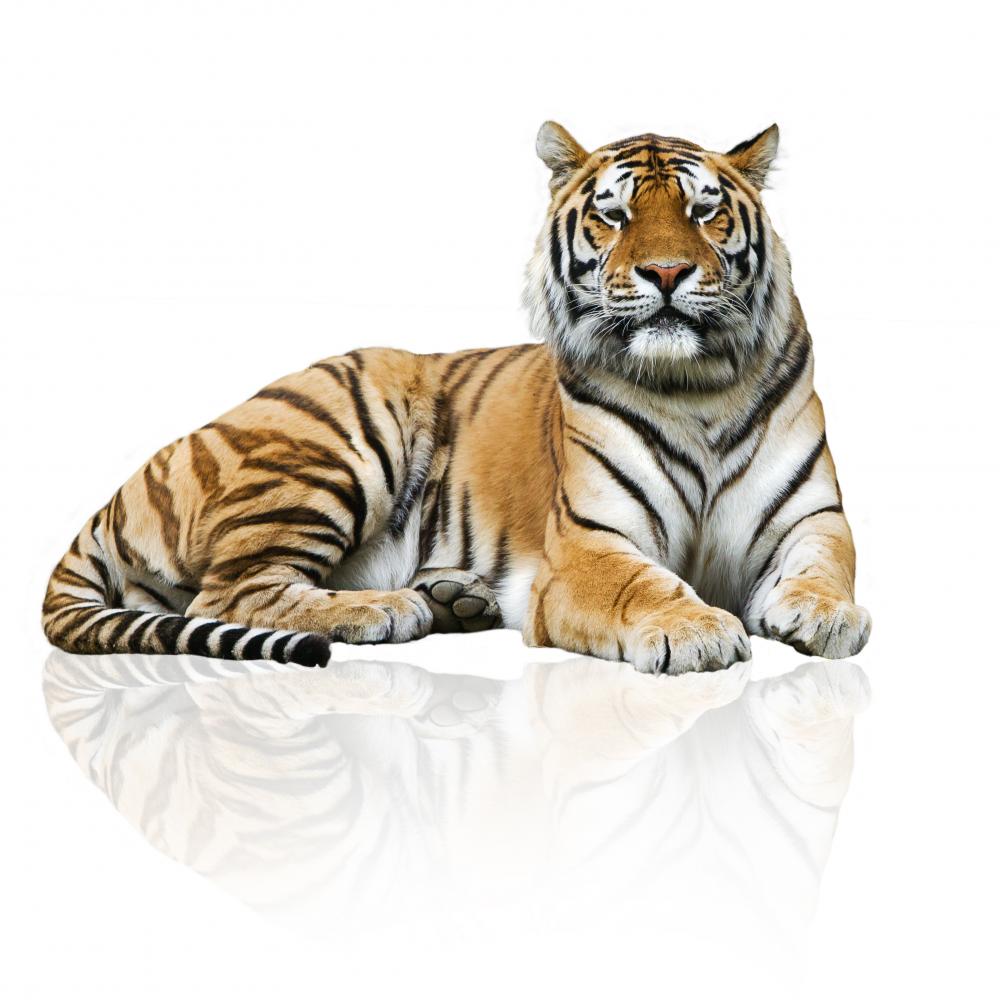Tiger Wall Decal by Wallmonkeys Peel and Stick Graphic (36 in H x 36 in W) WM221894
