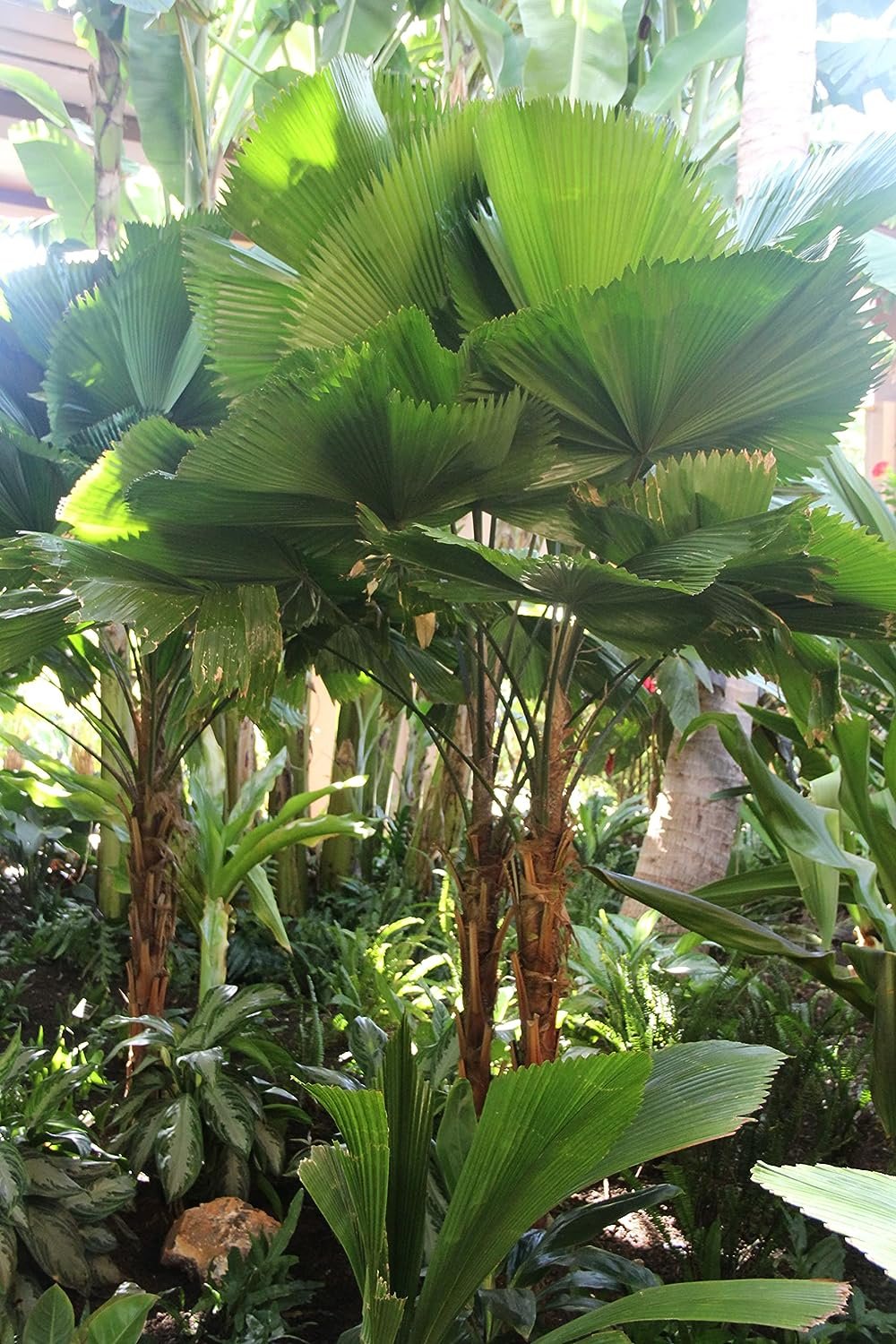 Licuala Peltata Fan Palm - Live Plant in a 3 Gallon Growers Pot - Licuala Peltata - Extremely Rare Ornamental Palms of Florida