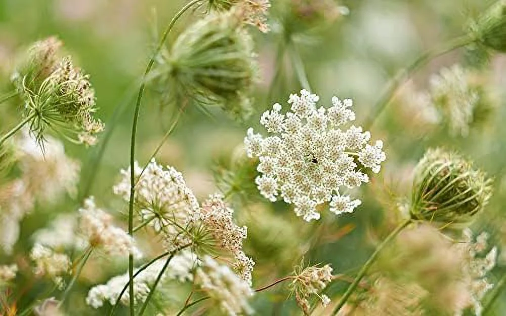 Queen Anne's Lace Seeds for Planting - 250 Seeds - Made in USA, Ships from Iowa. Rare and Hard to Find