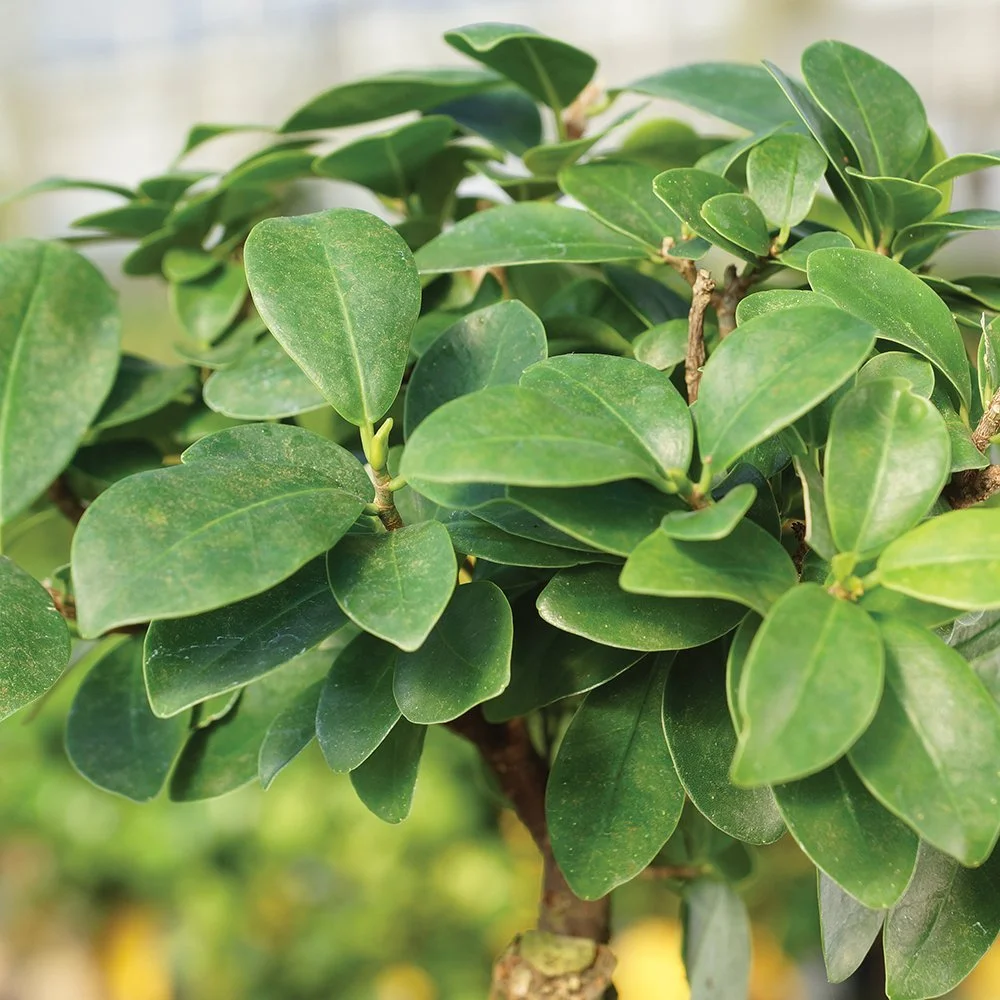 Brussel's Bonsai Ginseng Grafted Ficus Bonsai - (Indoor)