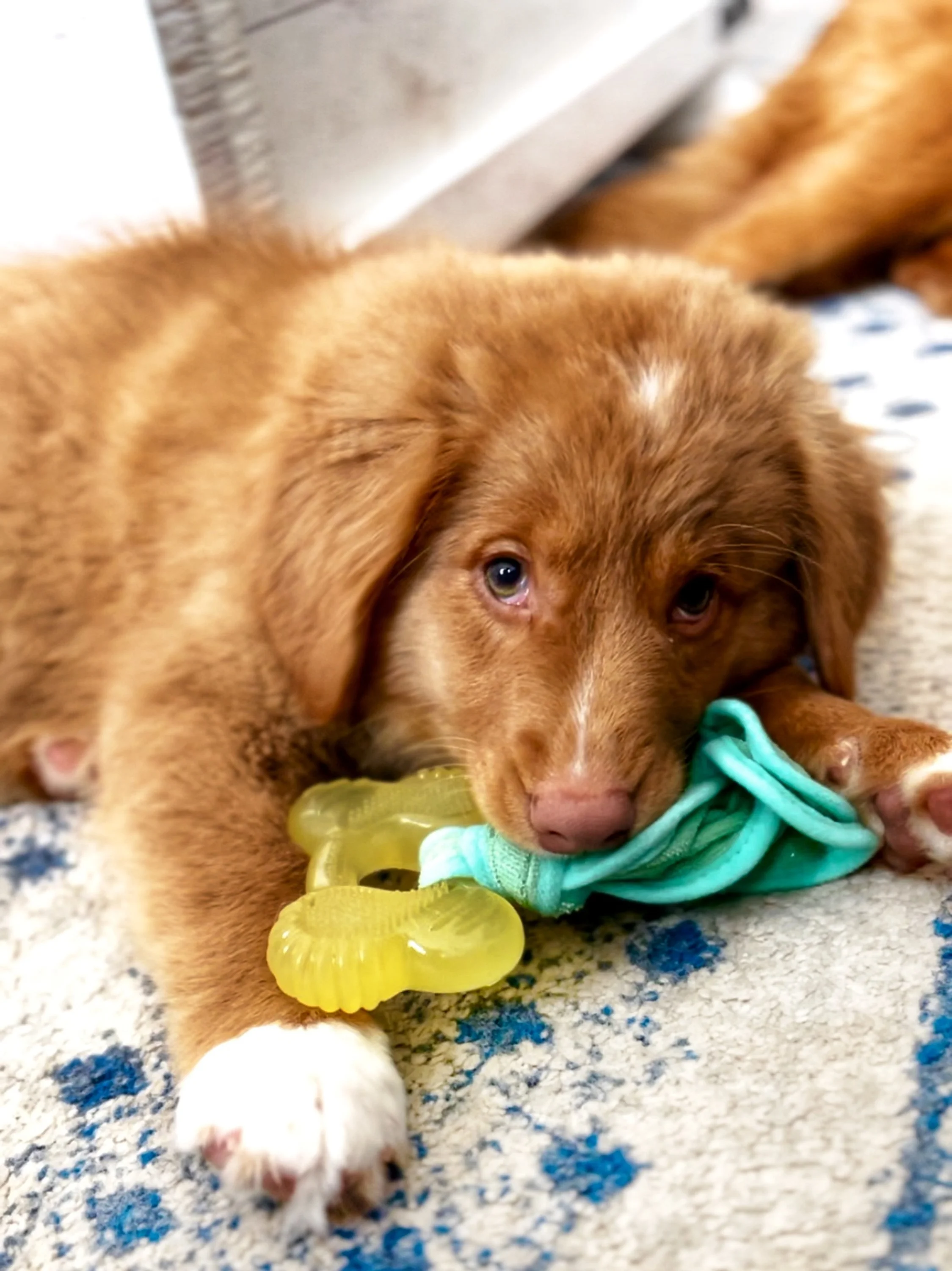 Nylabone Puppy Chew Freezer Dog Bone Toy Bacon Small/Regular - Up to 25 Ibs. (1 Count)