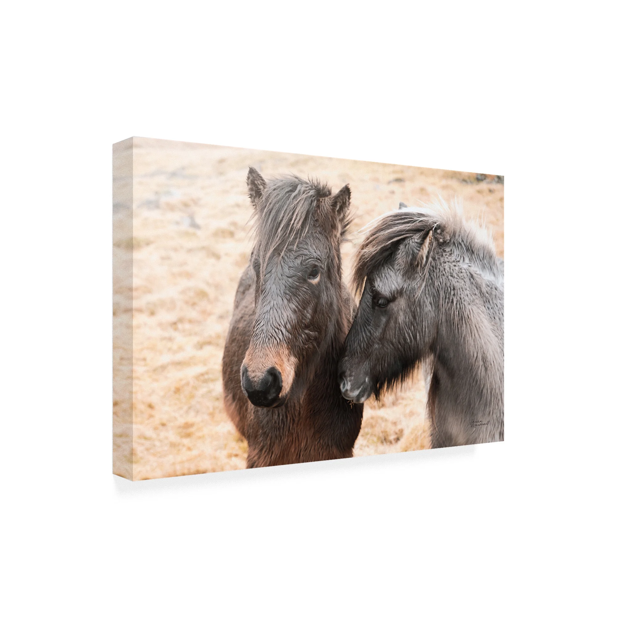 Trademark Fine Art 'Bjarni and Imir II' Canvas Art by Laura Marshall