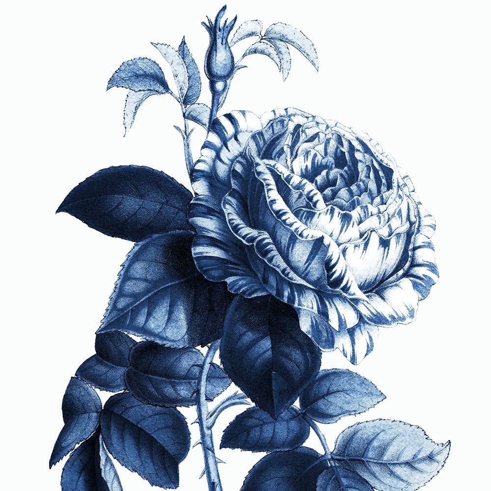 Kimberly, Allen 20x20 Black Ornate Wood Framed with Double Matting Museum Art Print Titled - White Indigo 1 v2