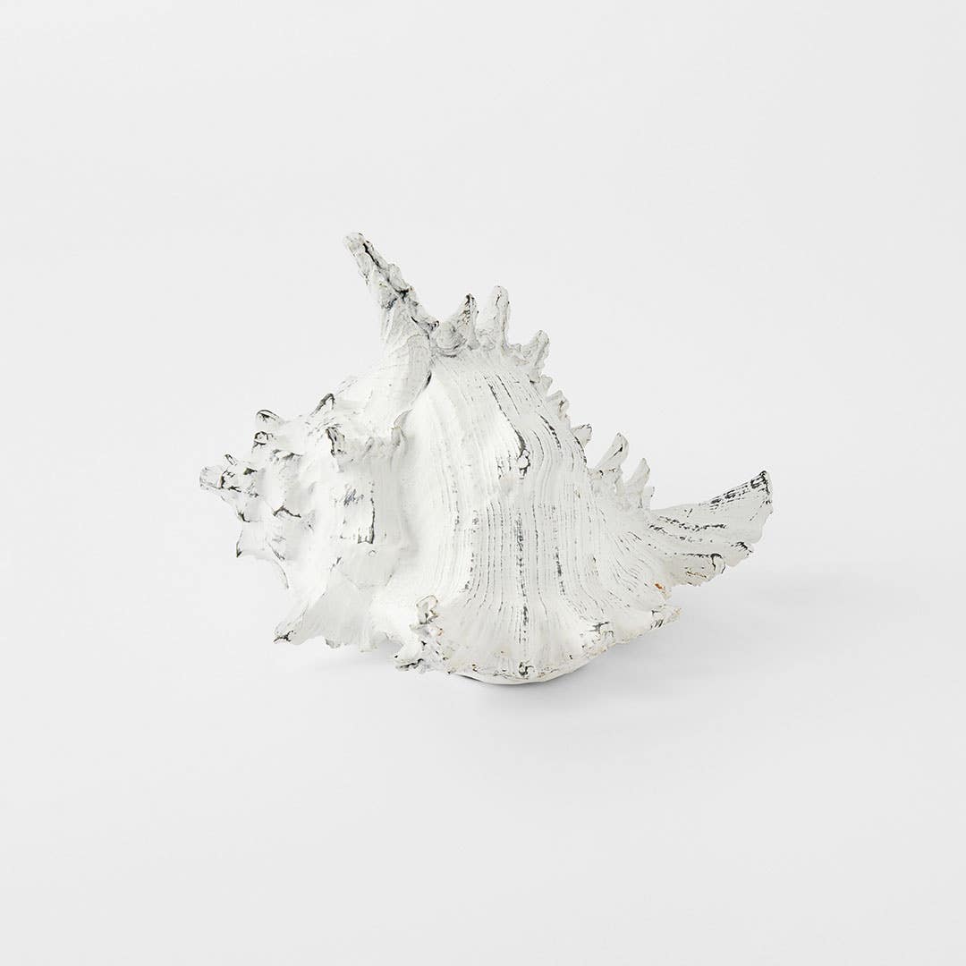 Conch Shell Large