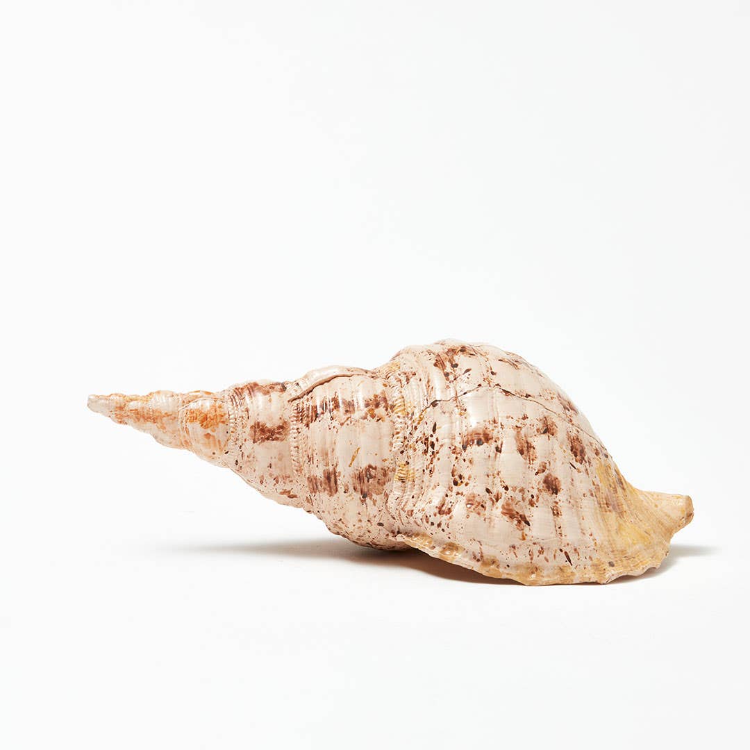 Triton Trumpet Shell